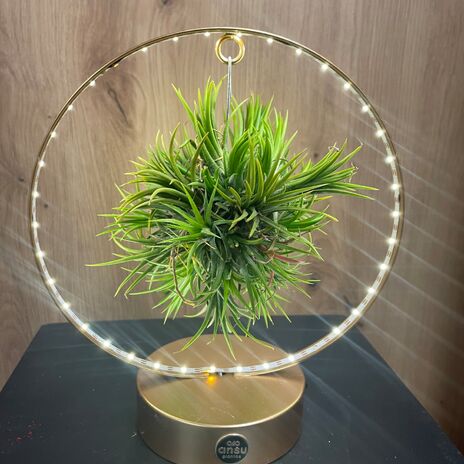 Tillandsia ring met led licht