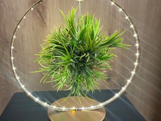Tillandsia ring met led licht